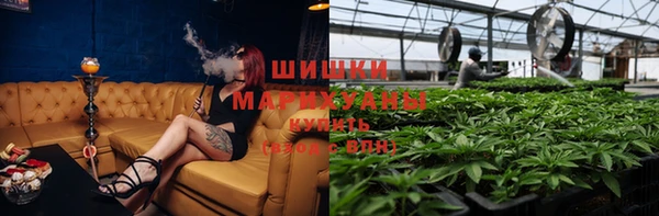 индика Алзамай